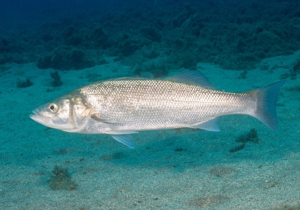 spigola o branzino