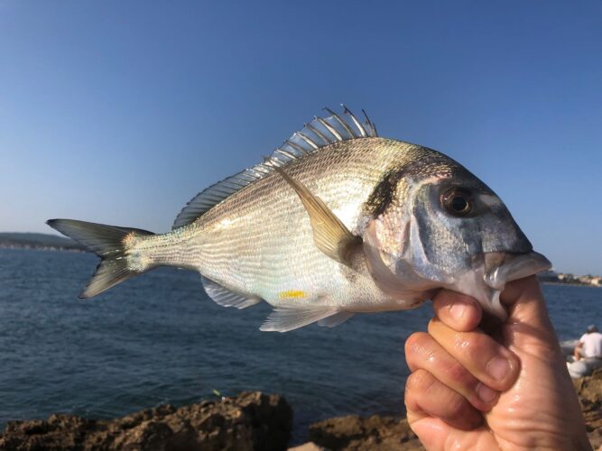 pesca orata surfcasting