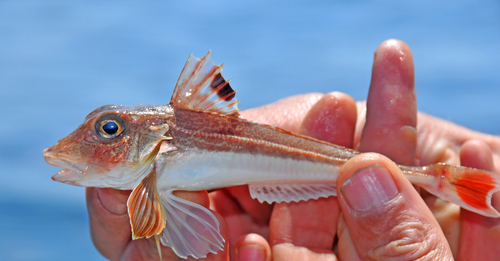 Pesca con il kabura per la gallinella: attrezzature leggere e risultati garantiti