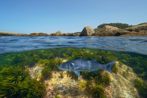 Spigola branzino